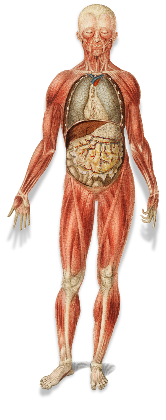 Anatomia humana - grupos musculares